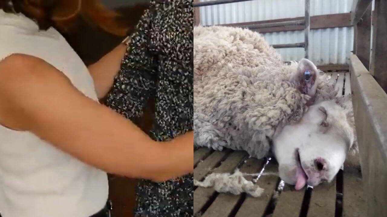 Wool in Reverse! This Video Will Change How You Think About Wool