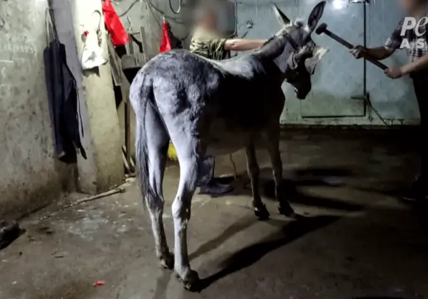 Africa Union Bans Donkey Slaughter for Ejiao