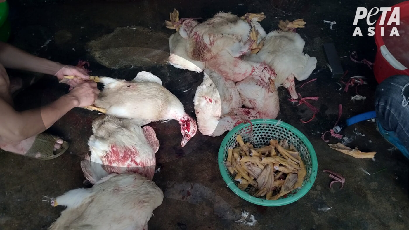 A worker cutting the feet of live ducks