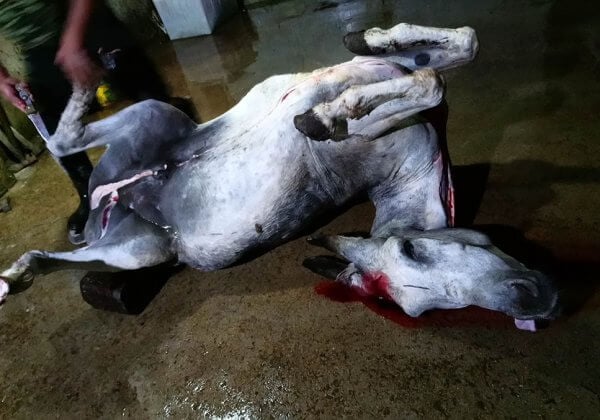 TAKE ACTION: Prevent the Export of Live Australian Donkeys to the Chinese Ejiao Industry