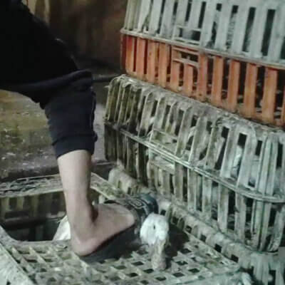 A worker stepping on a duck's neck