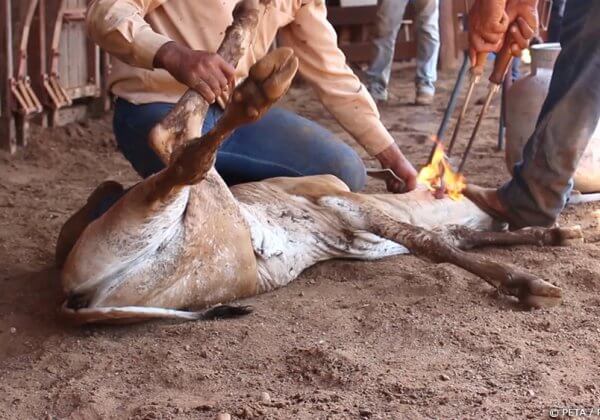 Calves Dragged and Face-Branded for Leather Car Interiors