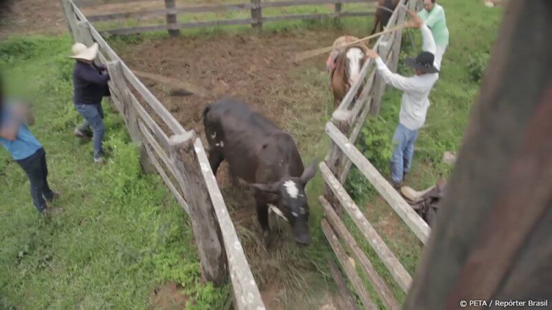 Cows being hit with sticks