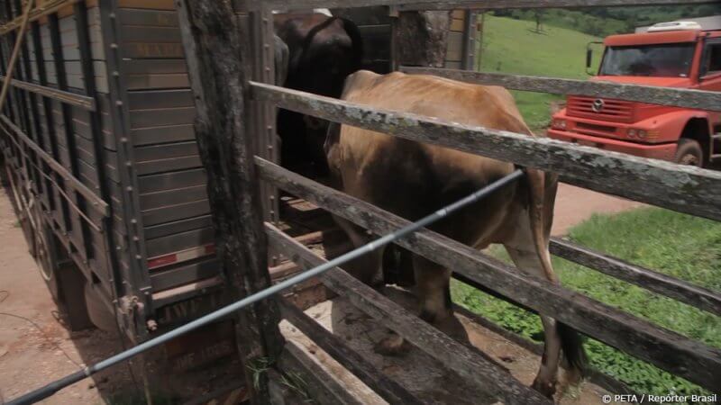 Cows being shocked before slaughter