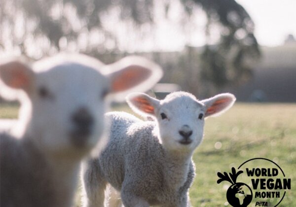 Go Vegan for World Vegan Month!