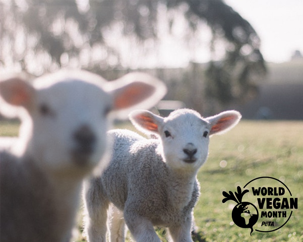 World Vegan Month Starts Soon – Are You Ready?