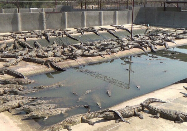 Young crocodiles packed into a pen.