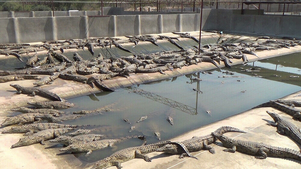 Young crocodiles packed into a pen.