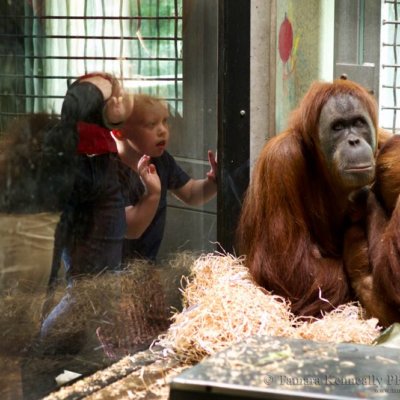 Orangutan at the zoo