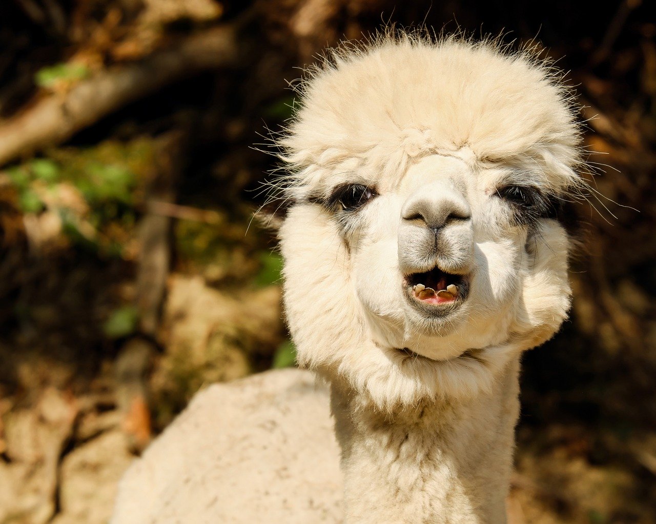 A happy alpaca.