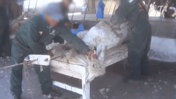 An alpaca being sheared.