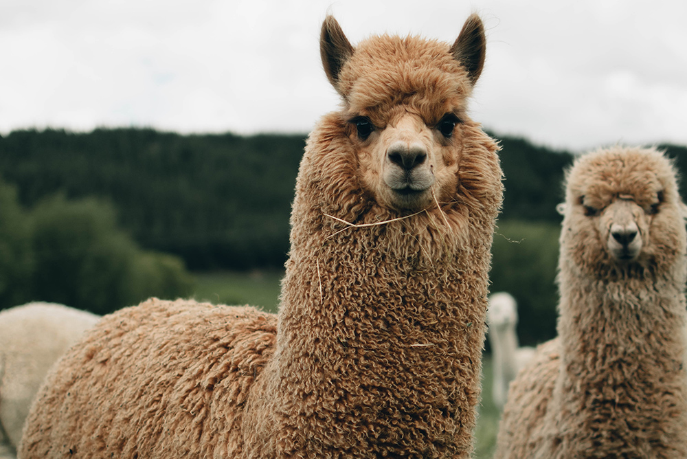 A photo of two alpacas.