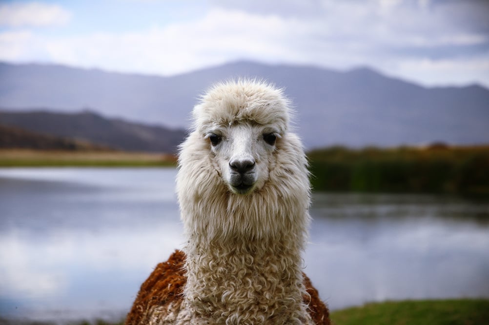 A photo of an alpaca.