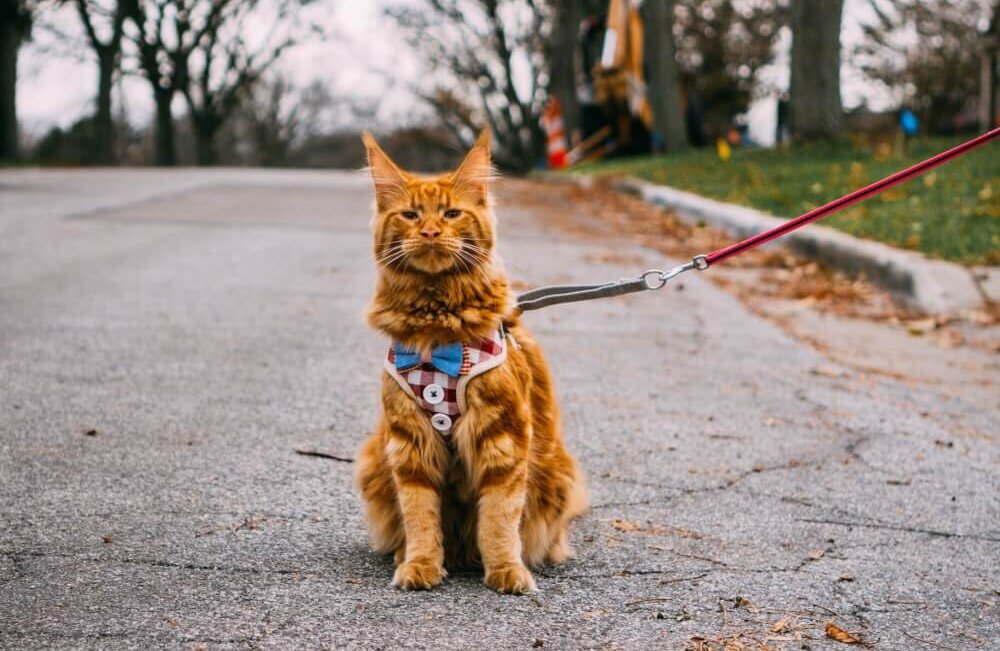 A cat with a harness and leash
