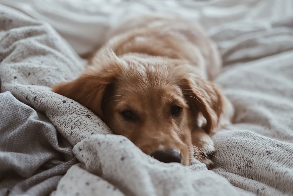 A photo of a dog on a bed.