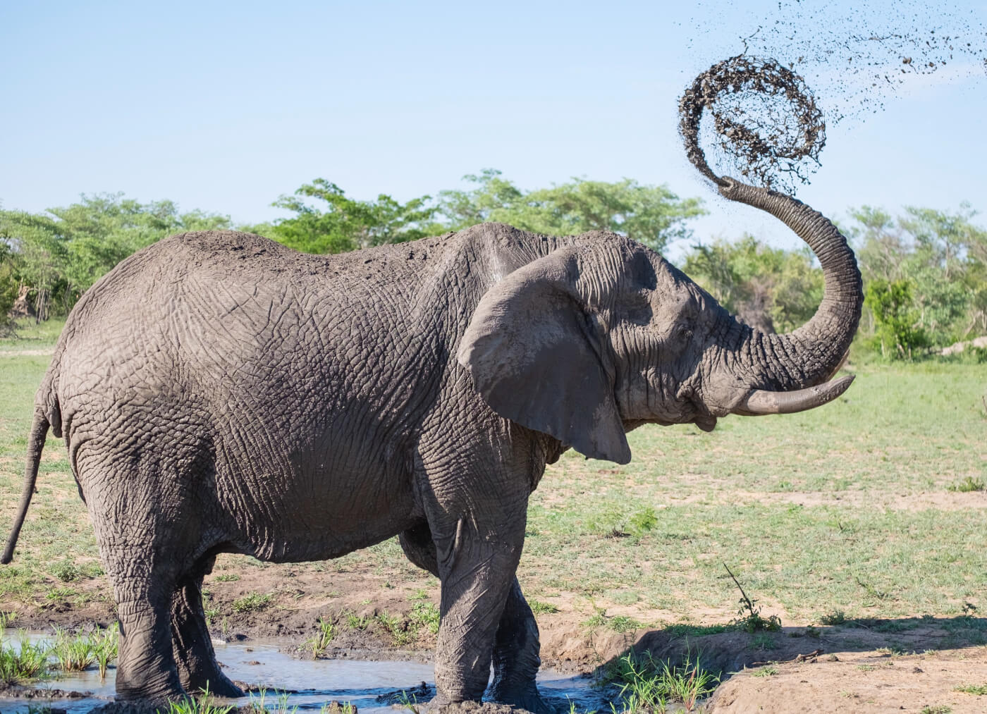 VICTORY! Sunraysia Pulls Support of Cruel Elephant Polo