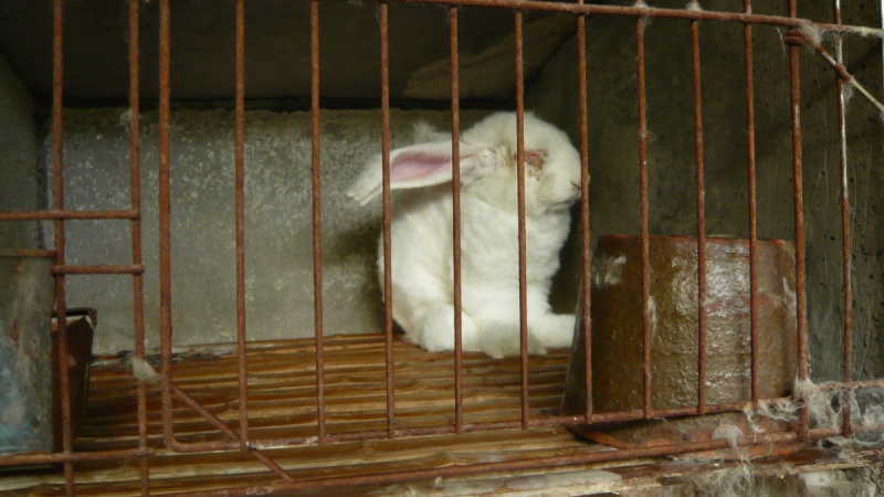 Live rabbits have the fur ripped out of their skin by the fistful.