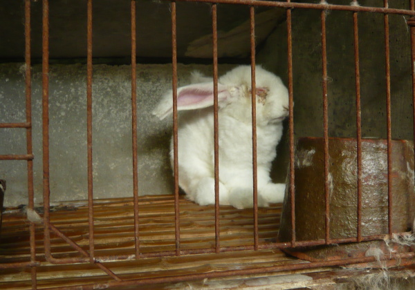angora rabbit in cage with eye discharge