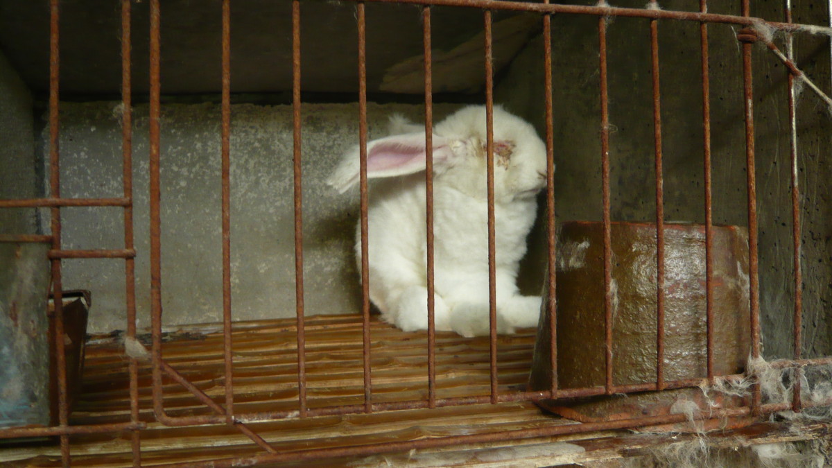 ‘Humane’ Angora Farms Exposed