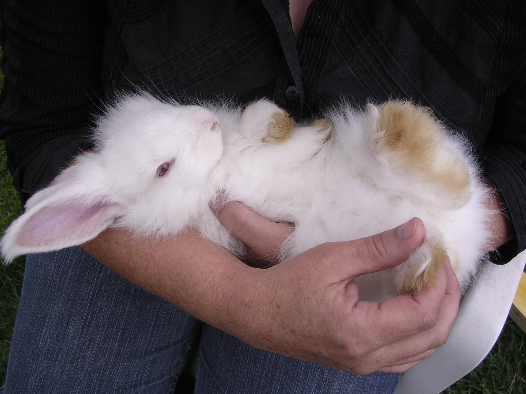 Кролик как отличить. Ручной кролик. Кролик на руках. Крольчонок в руках. Кролик на руках у человека.