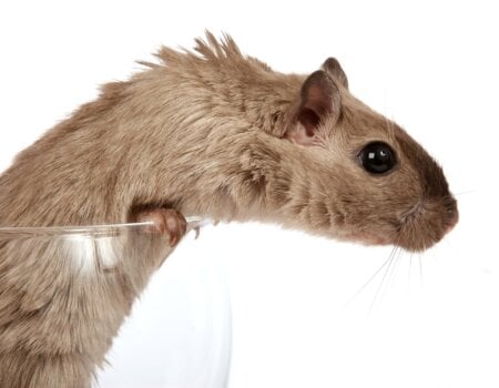 Animals are not ours to use for experiments