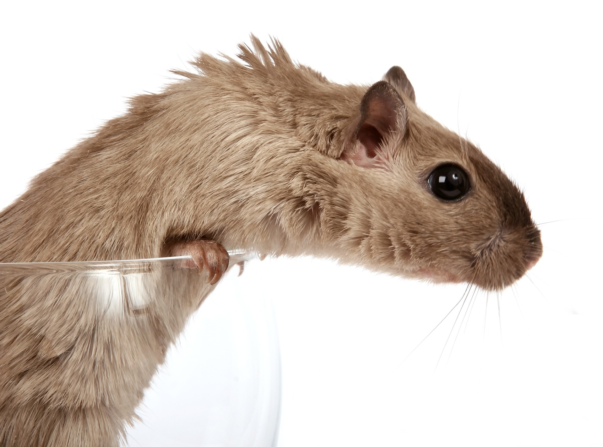 Victory for Mice! The University of Adelaide Ends Forced Swim Test on Animals