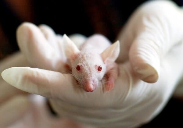 A photo of a mouse in a lab.