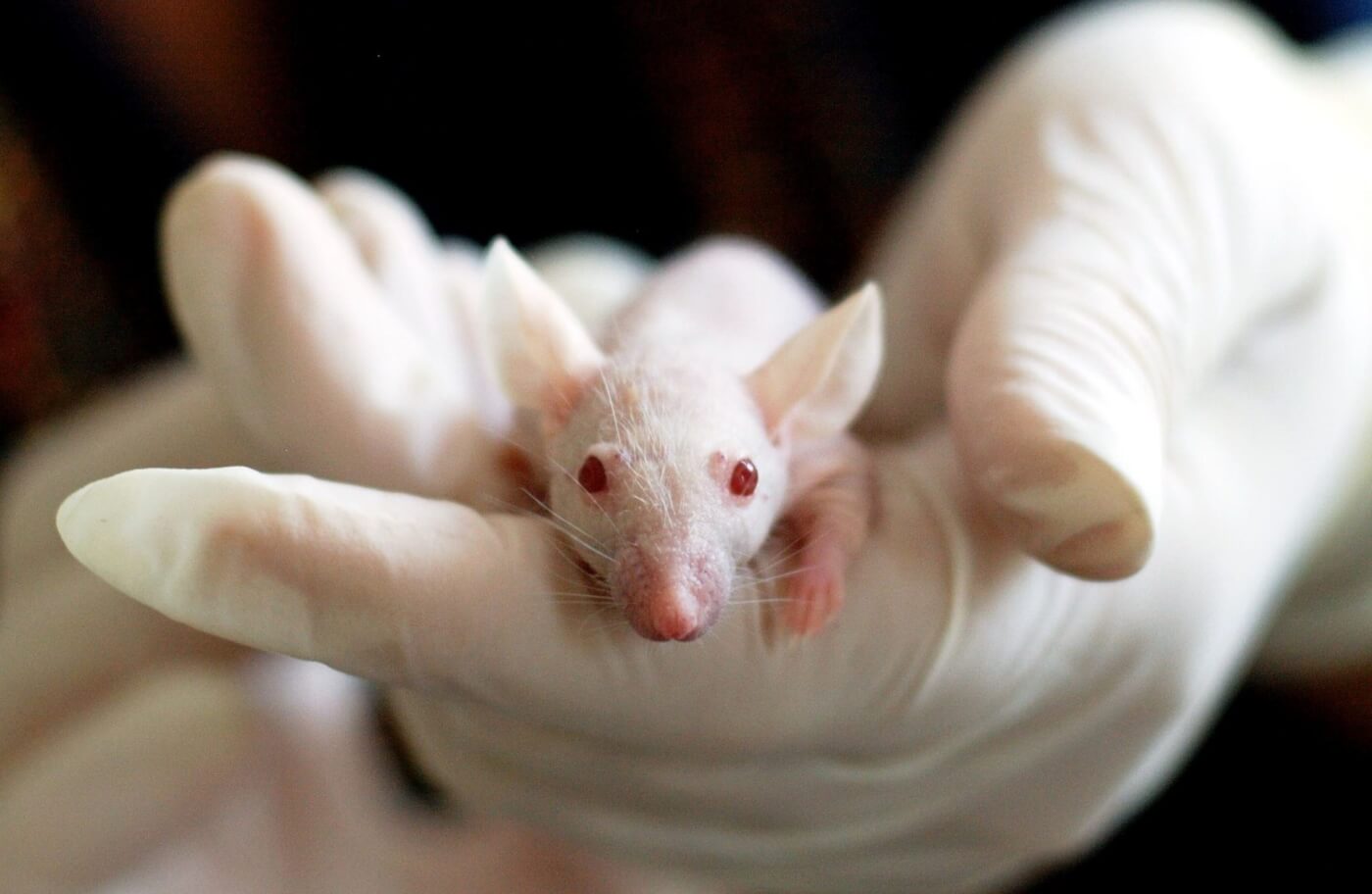 Latest Figures: Animals Used in Laboratory Research and Teaching in Australia