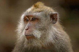 macaque