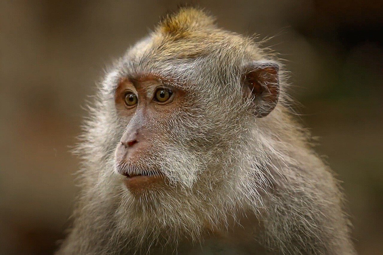 EGYPTAIR Ends Transport of Monkeys to Laboratories After PETA Campaign