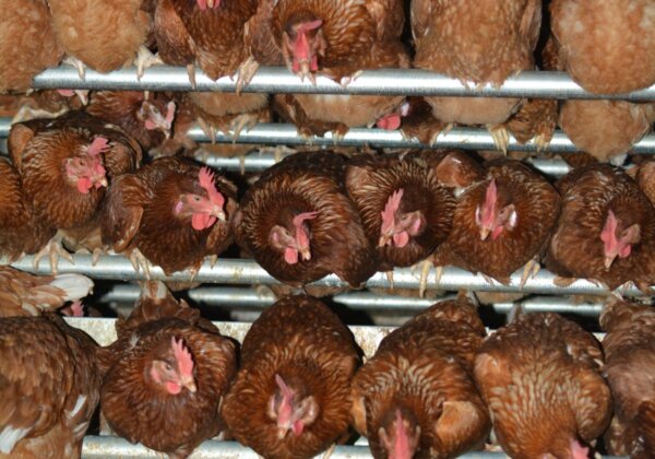 Bird Flu Outbreak on Victorian Farm