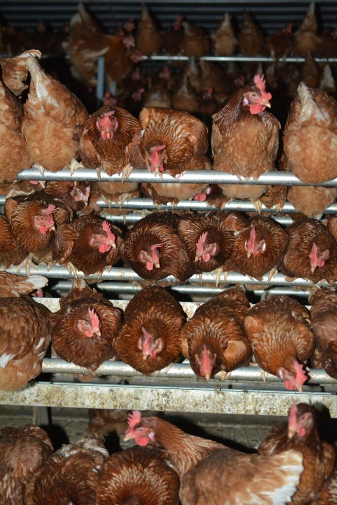 Hens on a free-range egg farm in Australia.