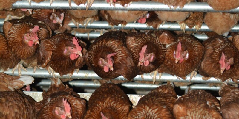 Hens on a free-range egg farm in Australia.