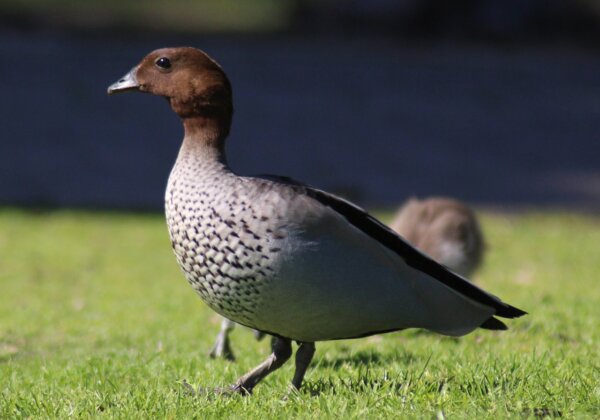 Wood duck