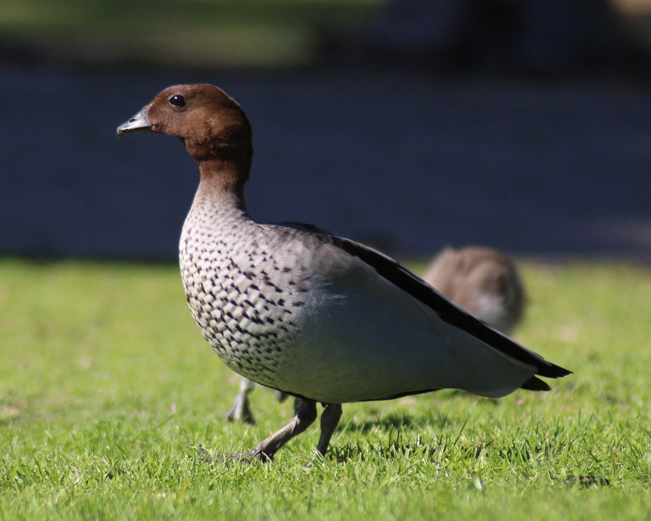 You Did It: Inquiry Recommends Victoria Duck Hunting Ban