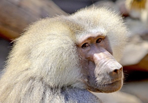 The Real Reason Three Baboons Escaped From the Royal Prince Alfred Hospital