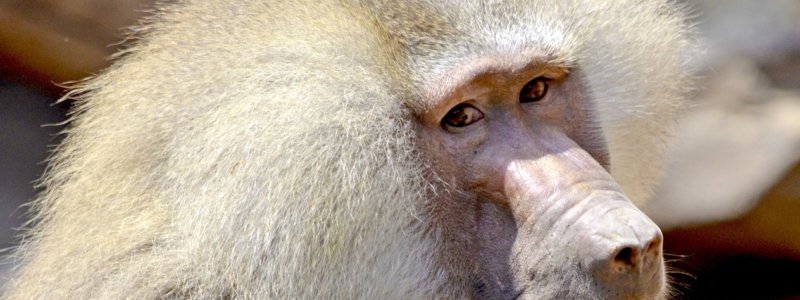 A photo of a baboon