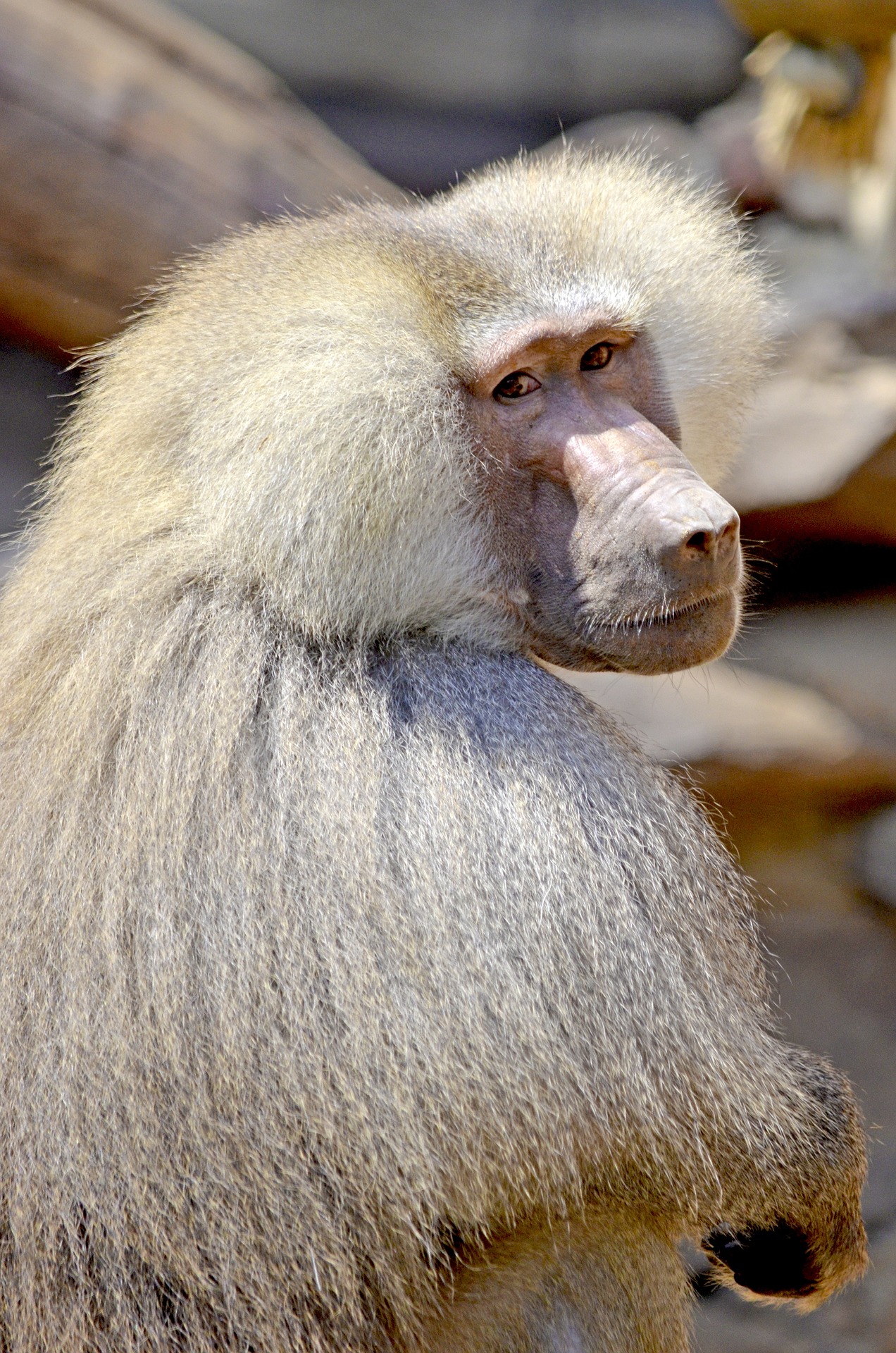 Hamadryas baboon