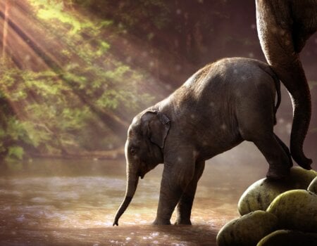 Baby elephant at a watering hole.