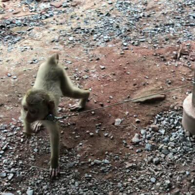 A baby monkey on a short tether at a “monkey school".