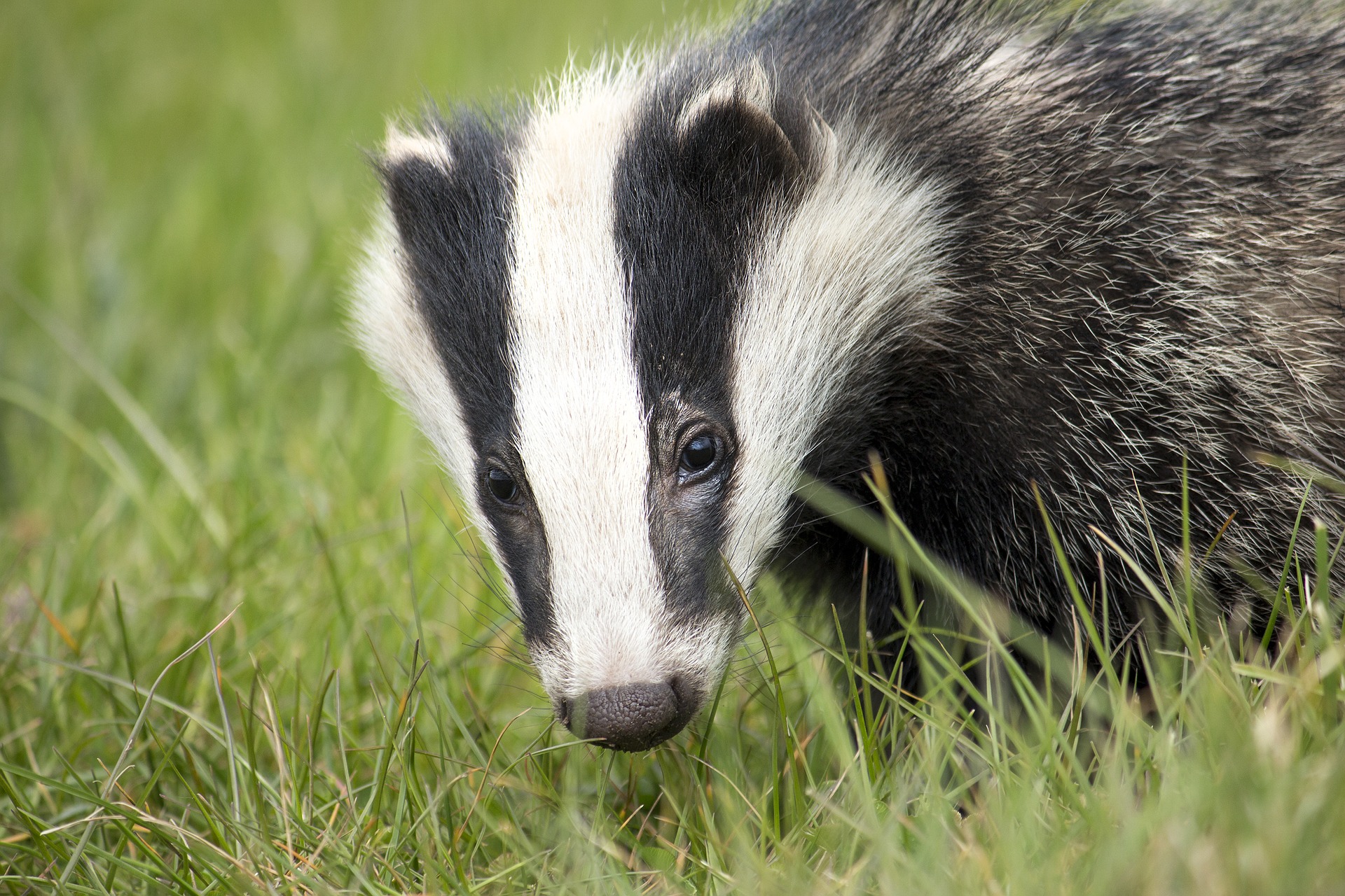 VICTORY! Priceline Ditches Badger-Hair Brushes Following PETA Exposé