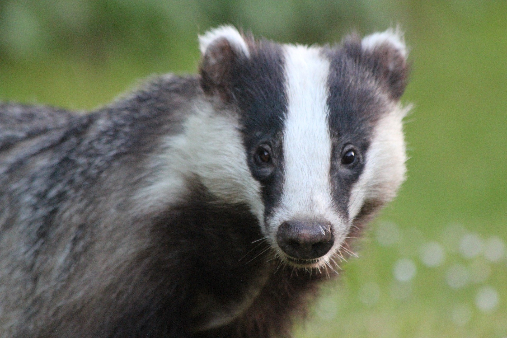 A photo of a badger. 