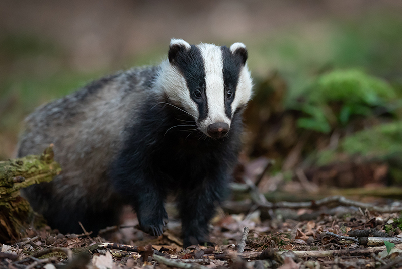 Great News! Wilkinson Sword Bans Badger-Hair Brushes