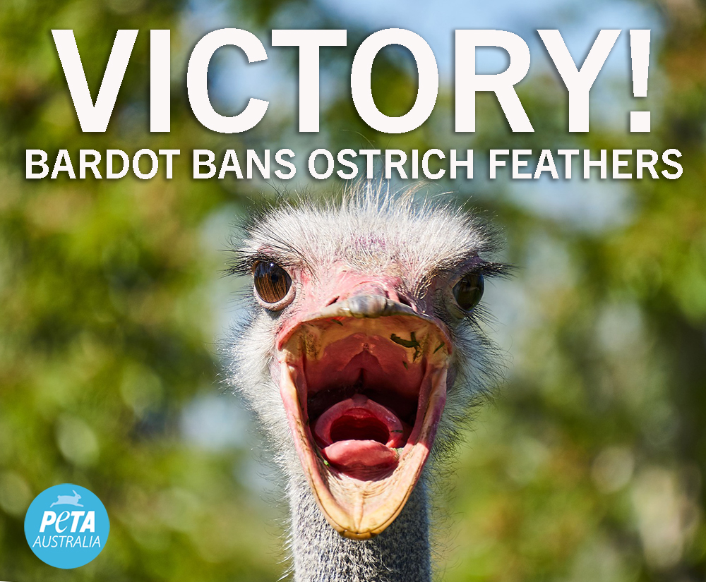 Bardot bans ostrich feathers!