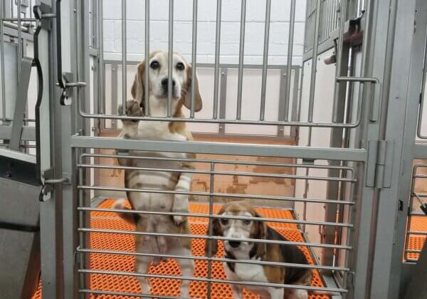 4,000 Beagles Spared Painful, Pointless Torture in Labs, Thanks to PETA US!