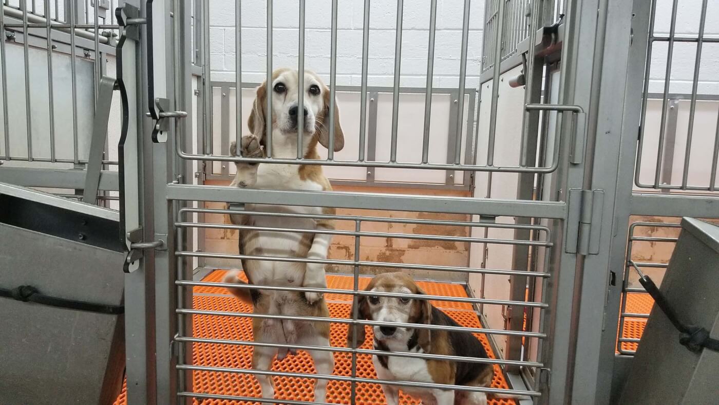 Beagles ‘Factory-Farmed’ and Sold for Experimentation