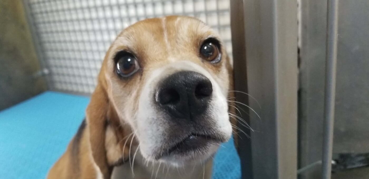 photo shows a close up of a beagle's face