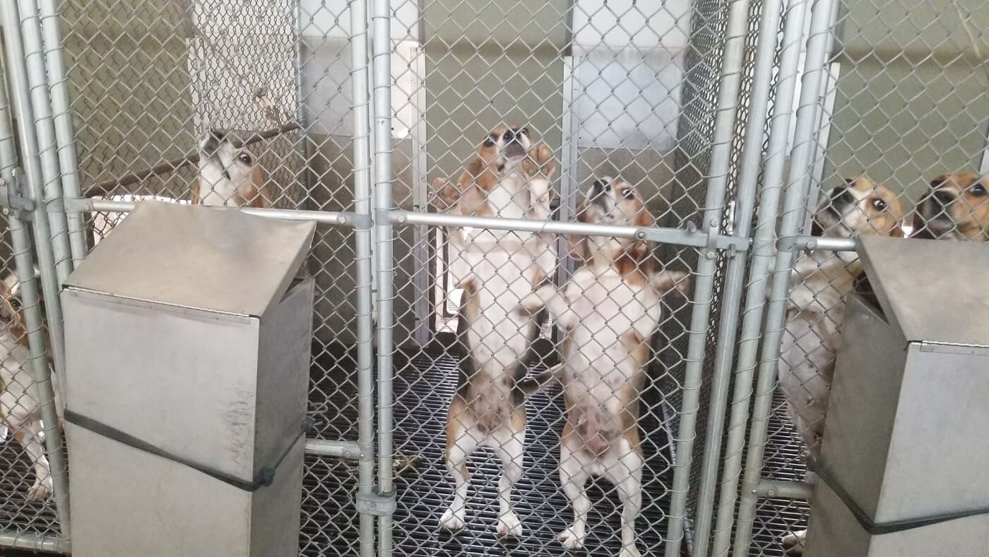 photo shows beagles jumping up on their hind legs in their cage.