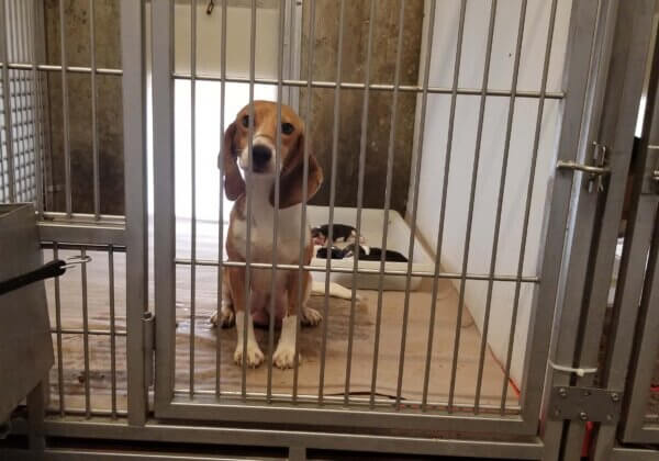 photo shows a beagle sitting in a cage with a tray with puppies behind her.
