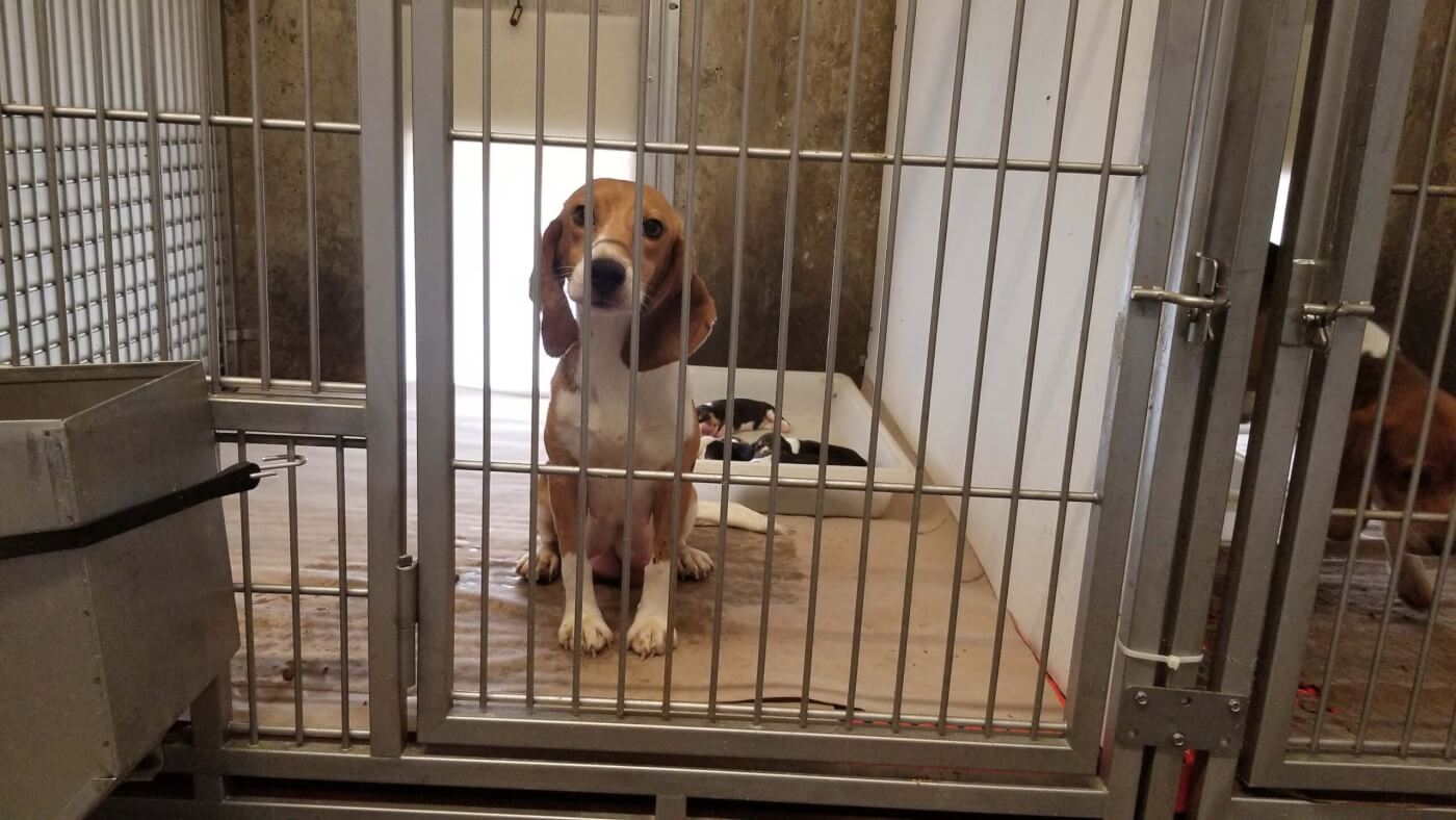 photo shows a beagle sitting in a cage with a tray with puppies behind her.